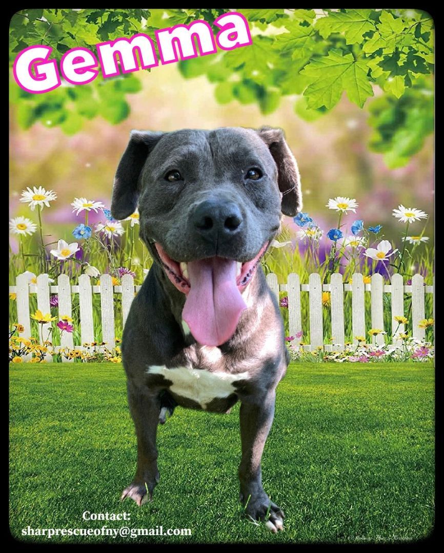 Gemma, an adoptable Pit Bull Terrier, Labrador Retriever in Rocky Point, NY, 11778 | Photo Image 1