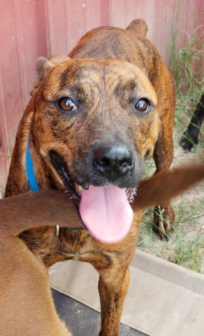 Lavender, an adoptable Boxer, Pit Bull Terrier in Samson, AL, 36477 | Photo Image 2