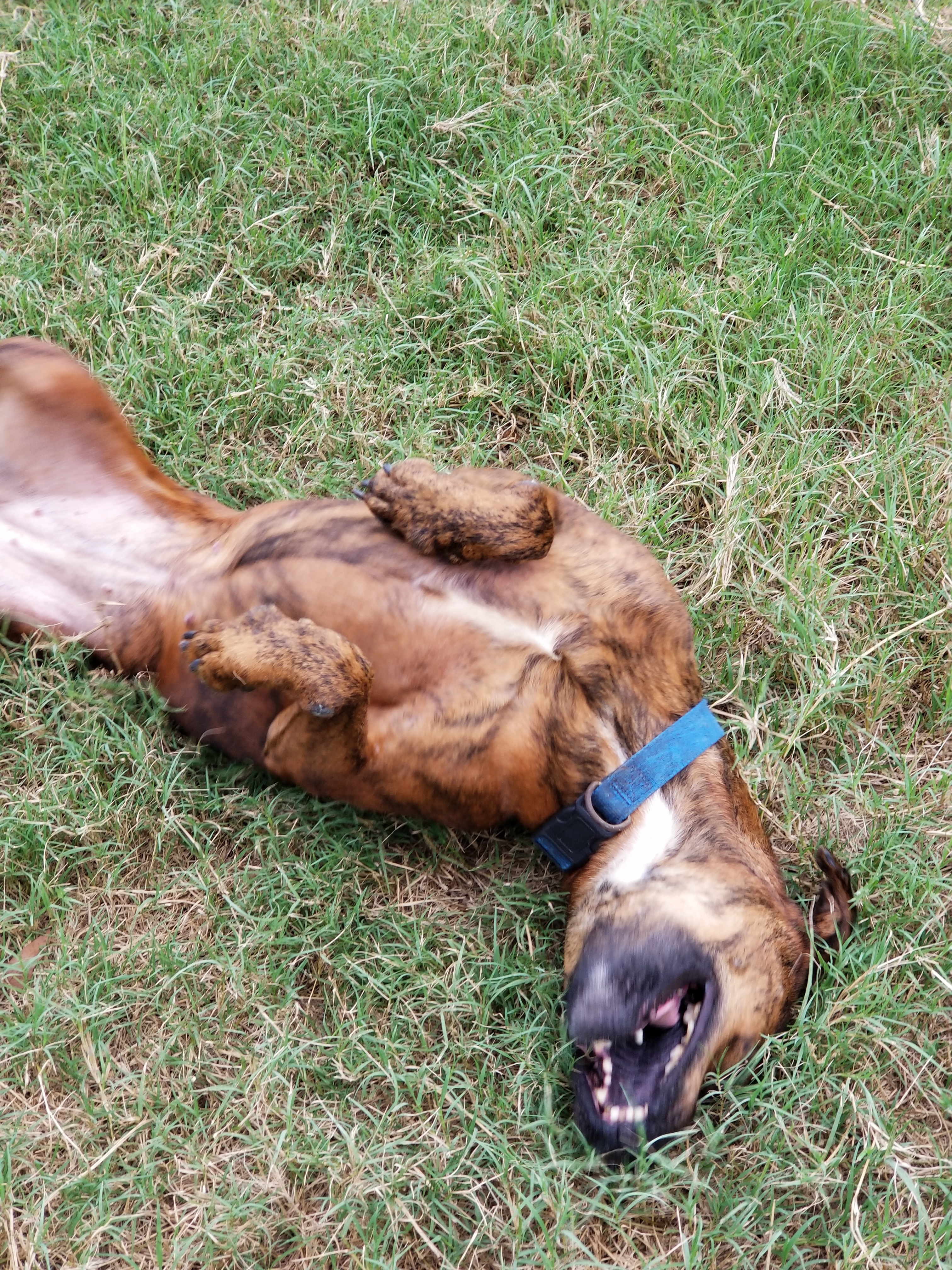 Lavender, an adoptable Boxer, Pit Bull Terrier in Samson, AL, 36477 | Photo Image 3