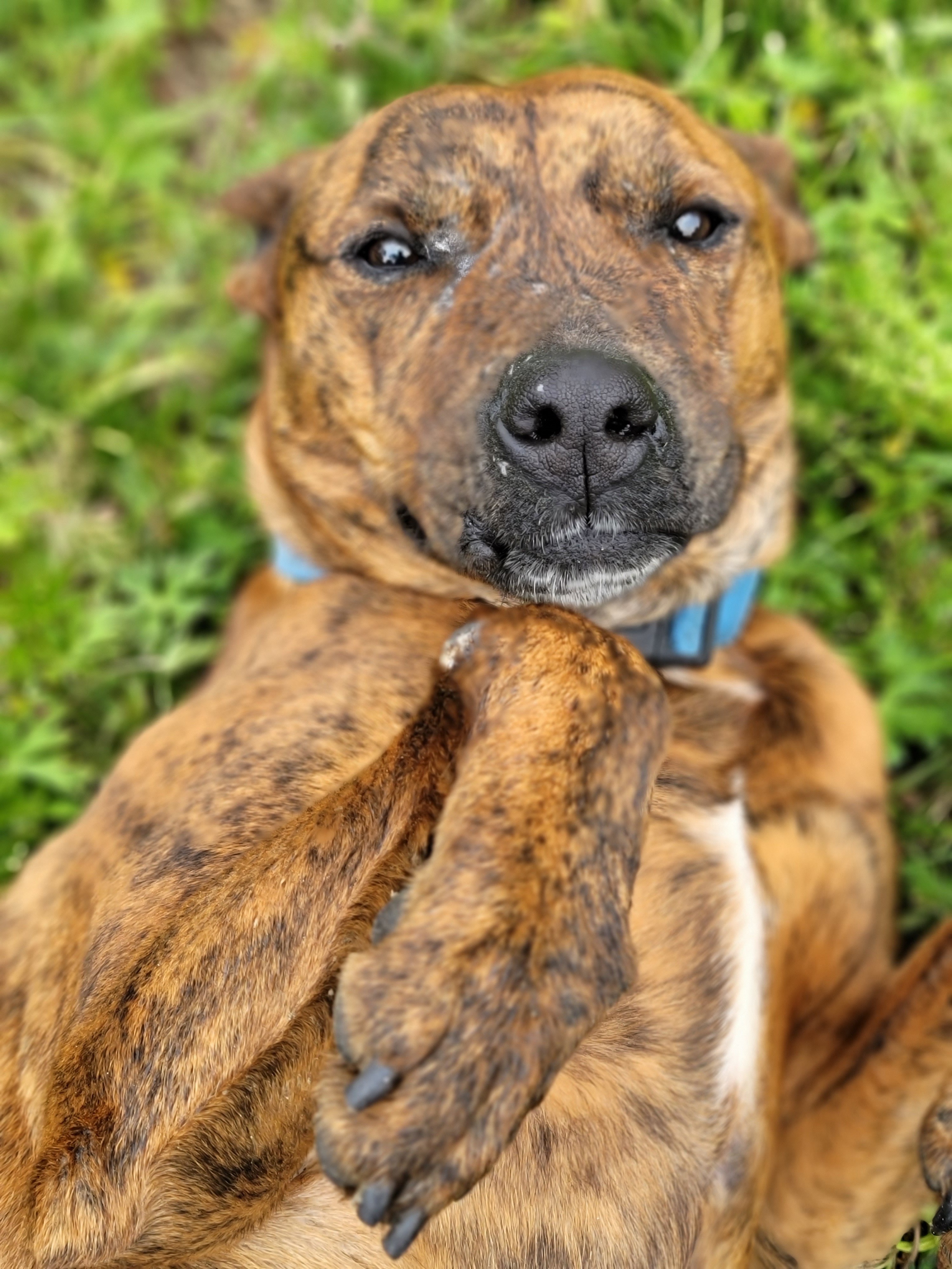 Lavender, an adoptable Boxer, Pit Bull Terrier in Samson, AL, 36477 | Photo Image 5