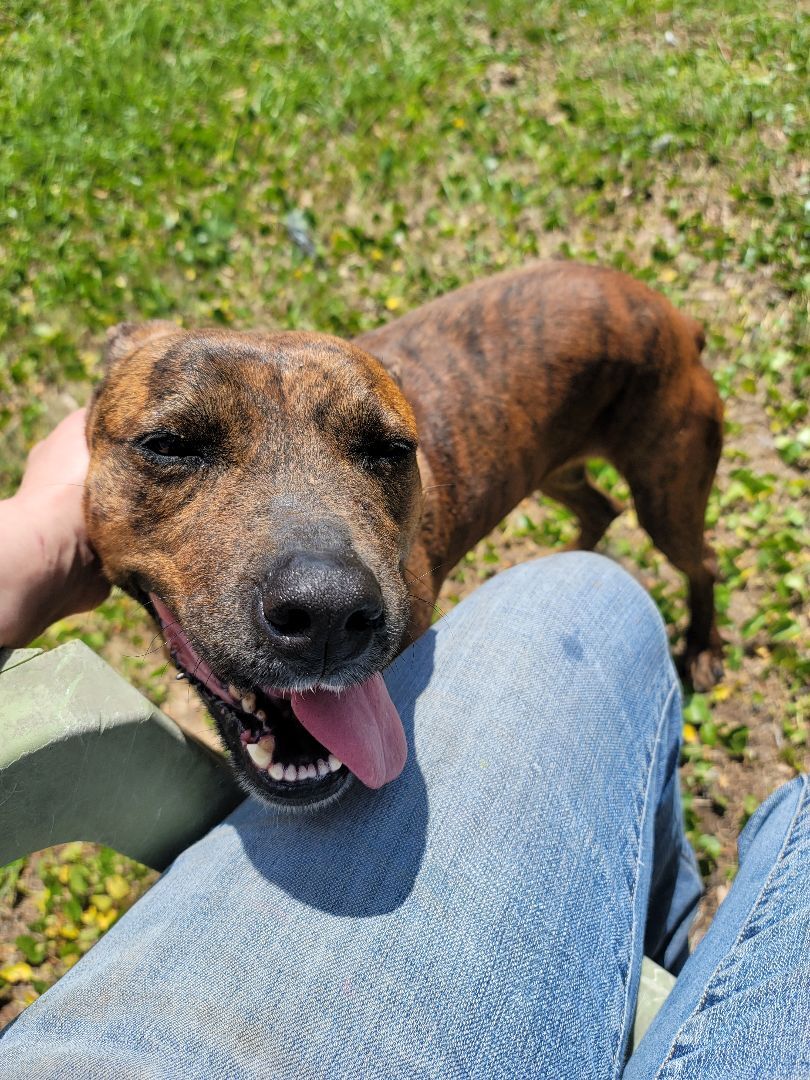 Lavender, an adoptable Boxer, Pit Bull Terrier in Samson, AL, 36477 | Photo Image 6