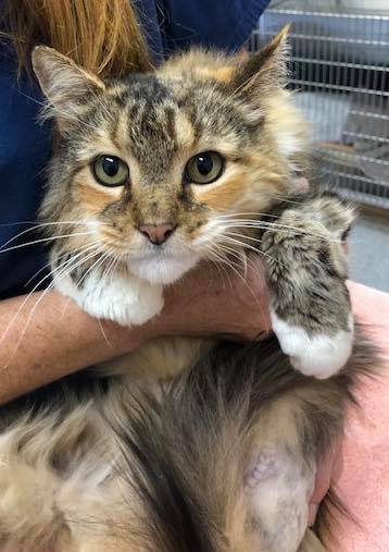 Cat For Adoption Ginger A Domestic Long Hair Calico Mix In
