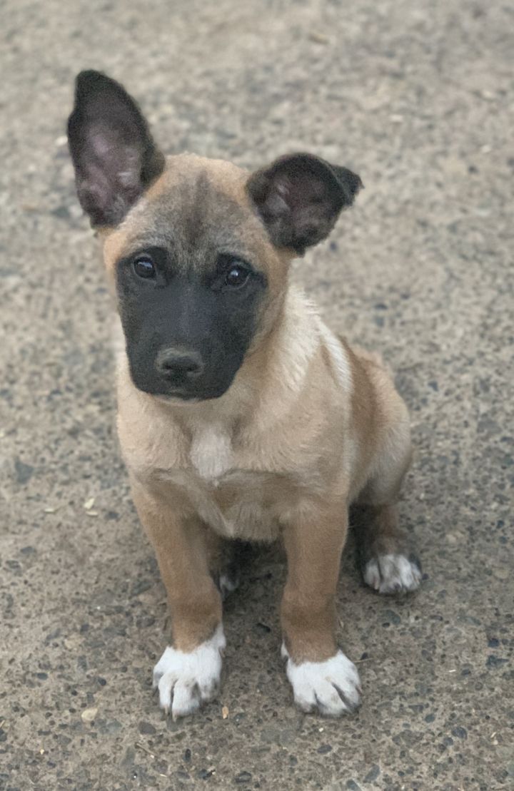 Dog For Adoption Calhoun A Shiba Inu German Shepherd