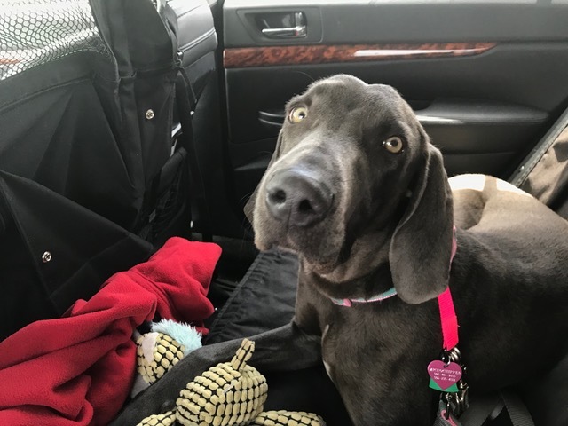 Dog For Adoption Daisy Blue A Weimaraner In Albuquerque