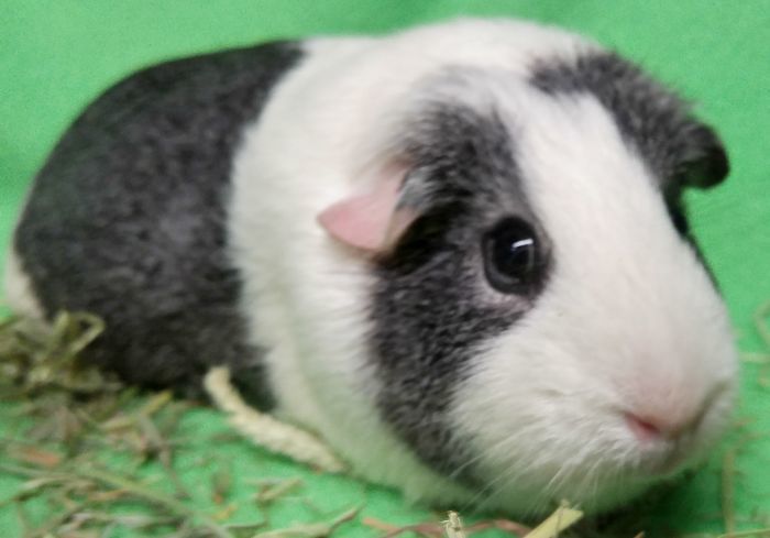 Guinea Pig For Adoption Truffles A Short Haired In Griffith In