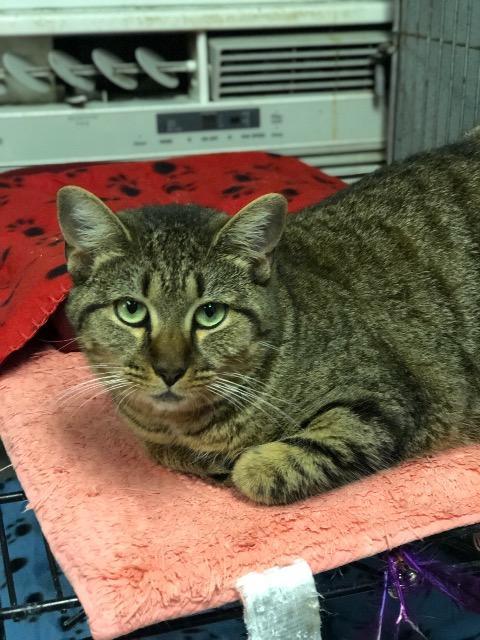 DENALI, an adoptable Domestic Short Hair in New Bern, NC, 28563 | Photo Image 1