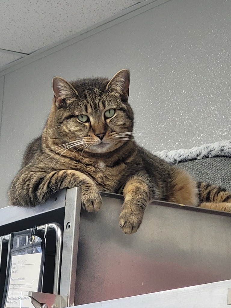 DENALI, an adoptable Domestic Short Hair in New Bern, NC, 28563 | Photo Image 1