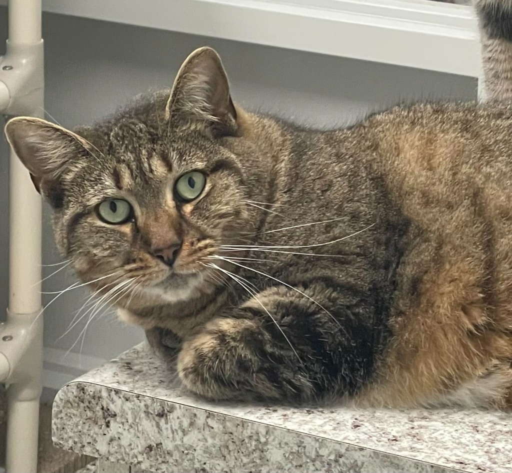 DENALI, an adoptable Domestic Short Hair in New Bern, NC, 28563 | Photo Image 1