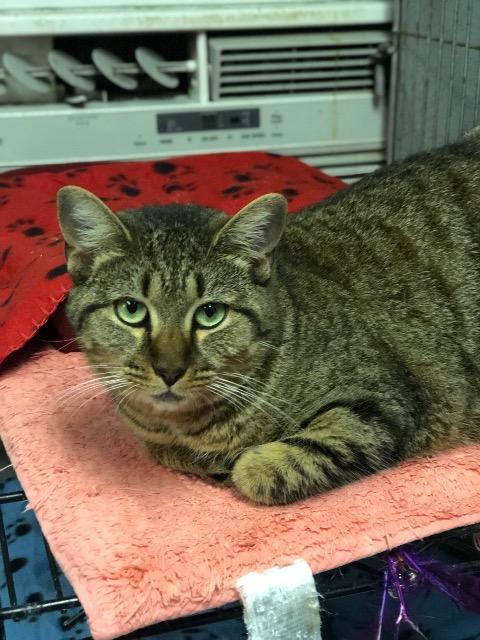 DENALI, an adoptable Domestic Short Hair in New Bern, NC, 28563 | Photo Image 2
