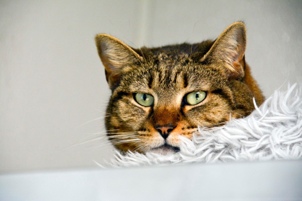 DENALI, an adoptable Domestic Short Hair in New Bern, NC, 28563 | Photo Image 4