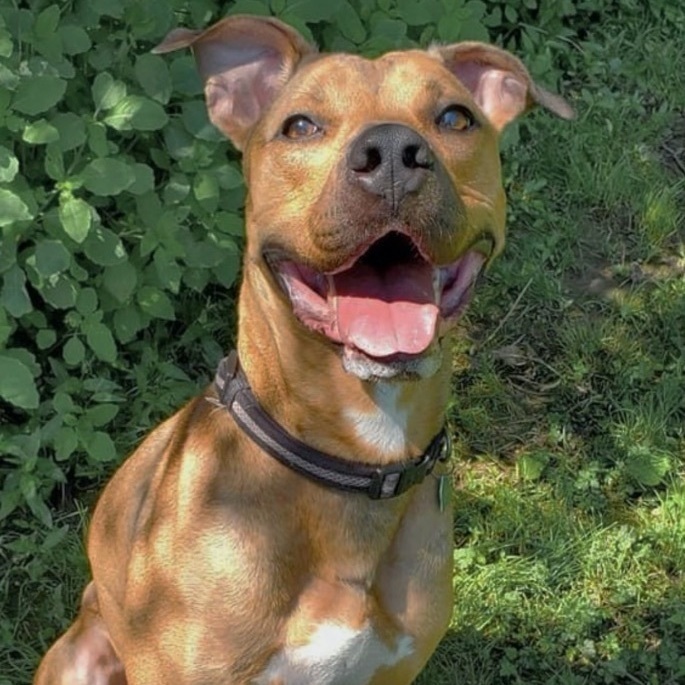 Rhodesian ridgeback mixed with 2024 pitbull