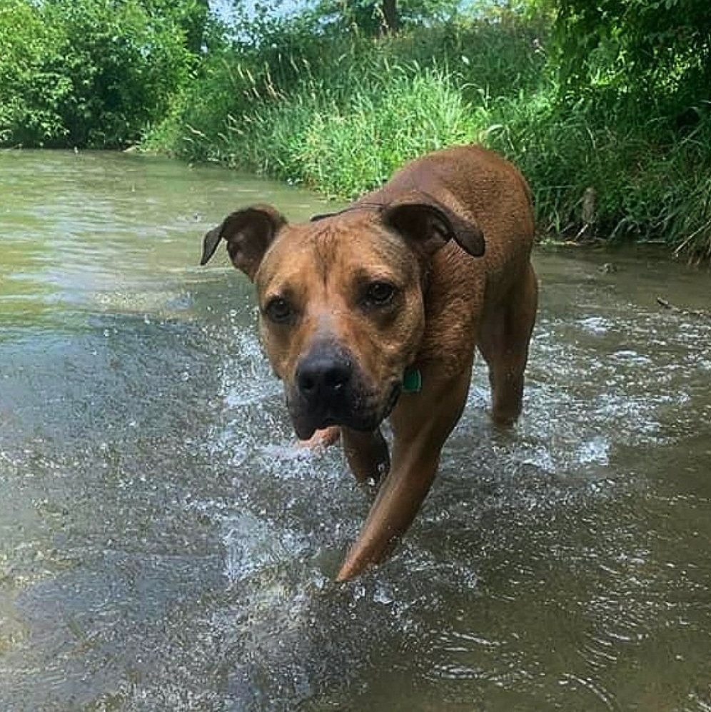 Turkey, an adoptable Rhodesian Ridgeback, Pit Bull Terrier in Myerstown, PA, 17067 | Photo Image 4