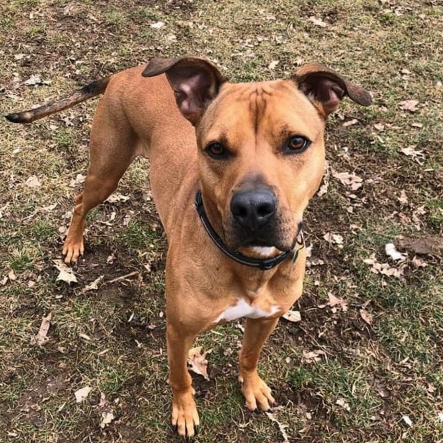 Turkey, an adoptable Rhodesian Ridgeback, Pit Bull Terrier in Myerstown, PA, 17067 | Photo Image 5