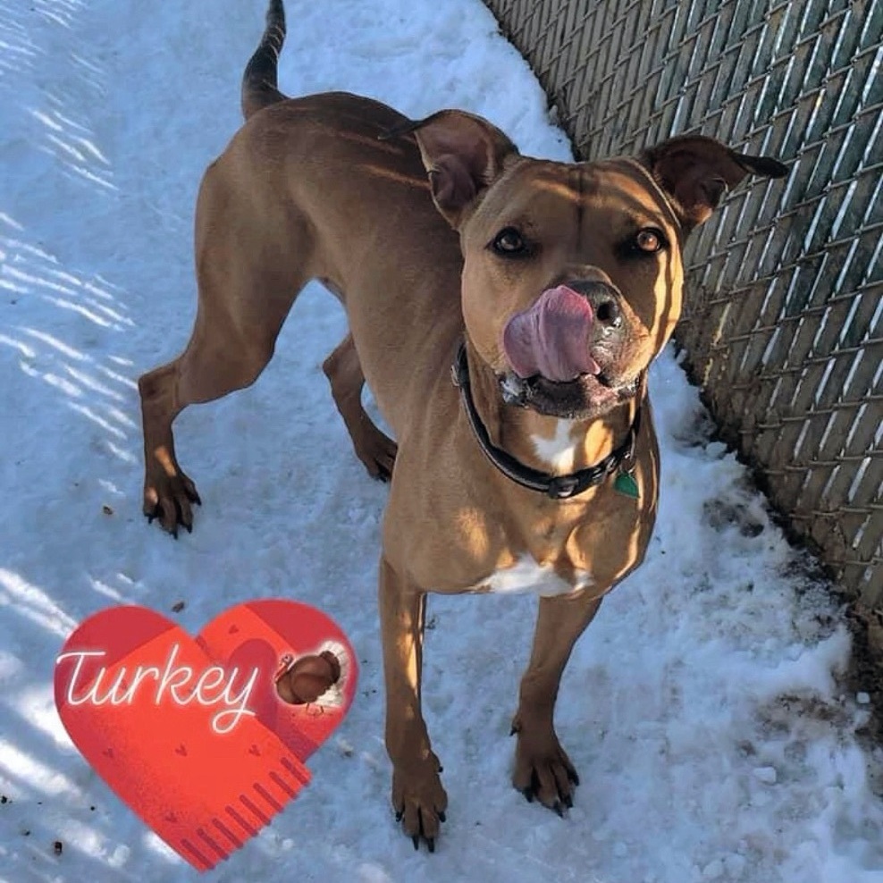 Turkey, an adoptable Rhodesian Ridgeback, Pit Bull Terrier in Myerstown, PA, 17067 | Photo Image 5