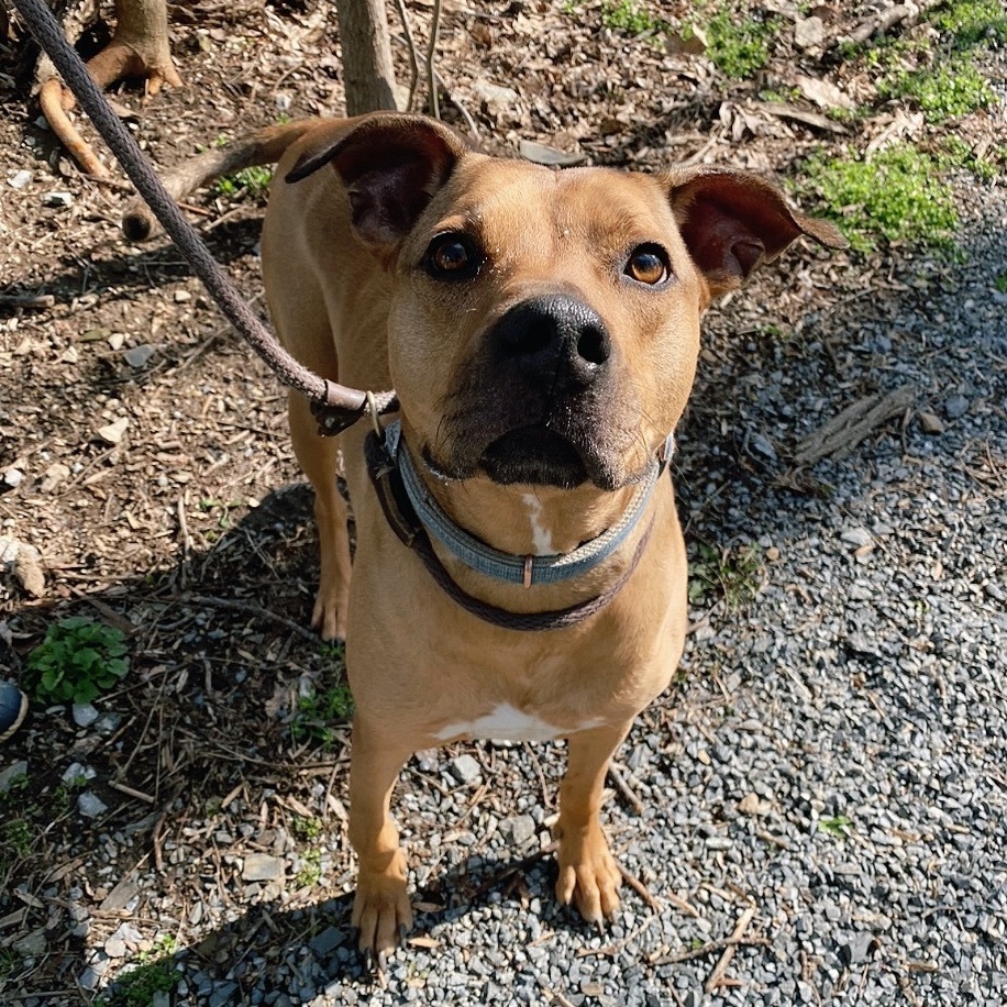 Turkey, an adoptable Rhodesian Ridgeback, Pit Bull Terrier in Myerstown, PA, 17067 | Photo Image 1