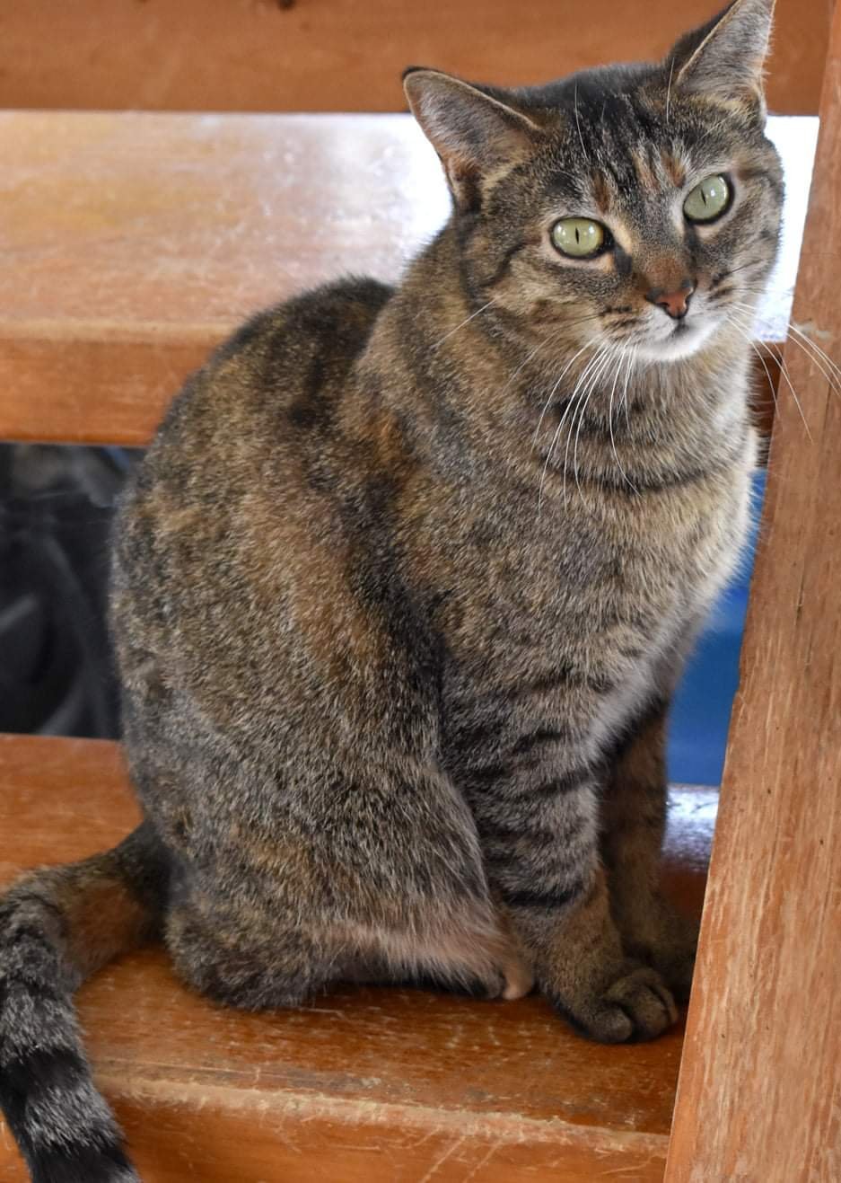 Kit kat, an adoptable Torbie, Domestic Short Hair in Iroquois, IL, 60945 | Photo Image 1