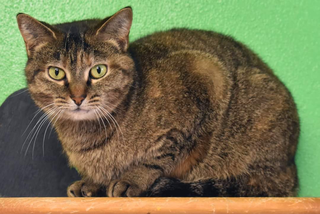 Kit kat, an adoptable Torbie, Domestic Short Hair in Iroquois, IL, 60945 | Photo Image 2