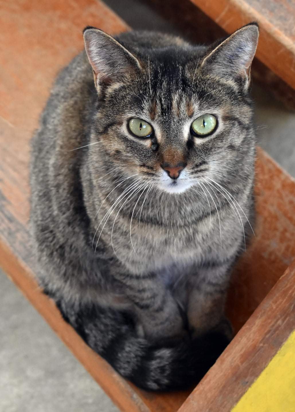 Kit kat, an adoptable Torbie, Domestic Short Hair in Iroquois, IL, 60945 | Photo Image 3