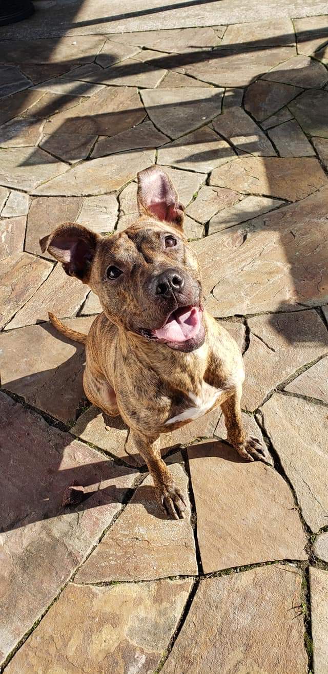 Dog Adoption In Baltimore Md