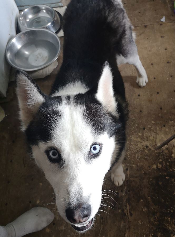  Dog for adoption Lobo a Husky in Mississauga ON 