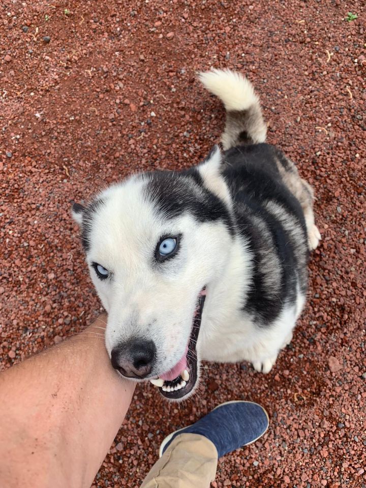  Dog for adoption Lobo a Husky in Mississauga ON 