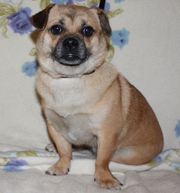 Dog For Adoption Sasha A Pug Shiba Inu Mix In Huron Sd