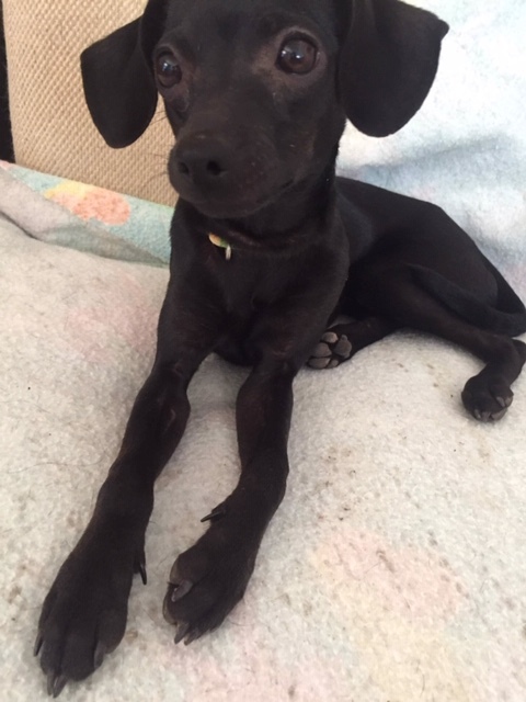 77 Manchester Terrier Chihuahua Mix Puppies L2sanpiero