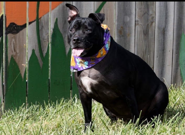 Bella -1500 Days in Waiting , an adoptable Staffordshire Bull Terrier in Omaha, NE, 68127 | Photo Image 1