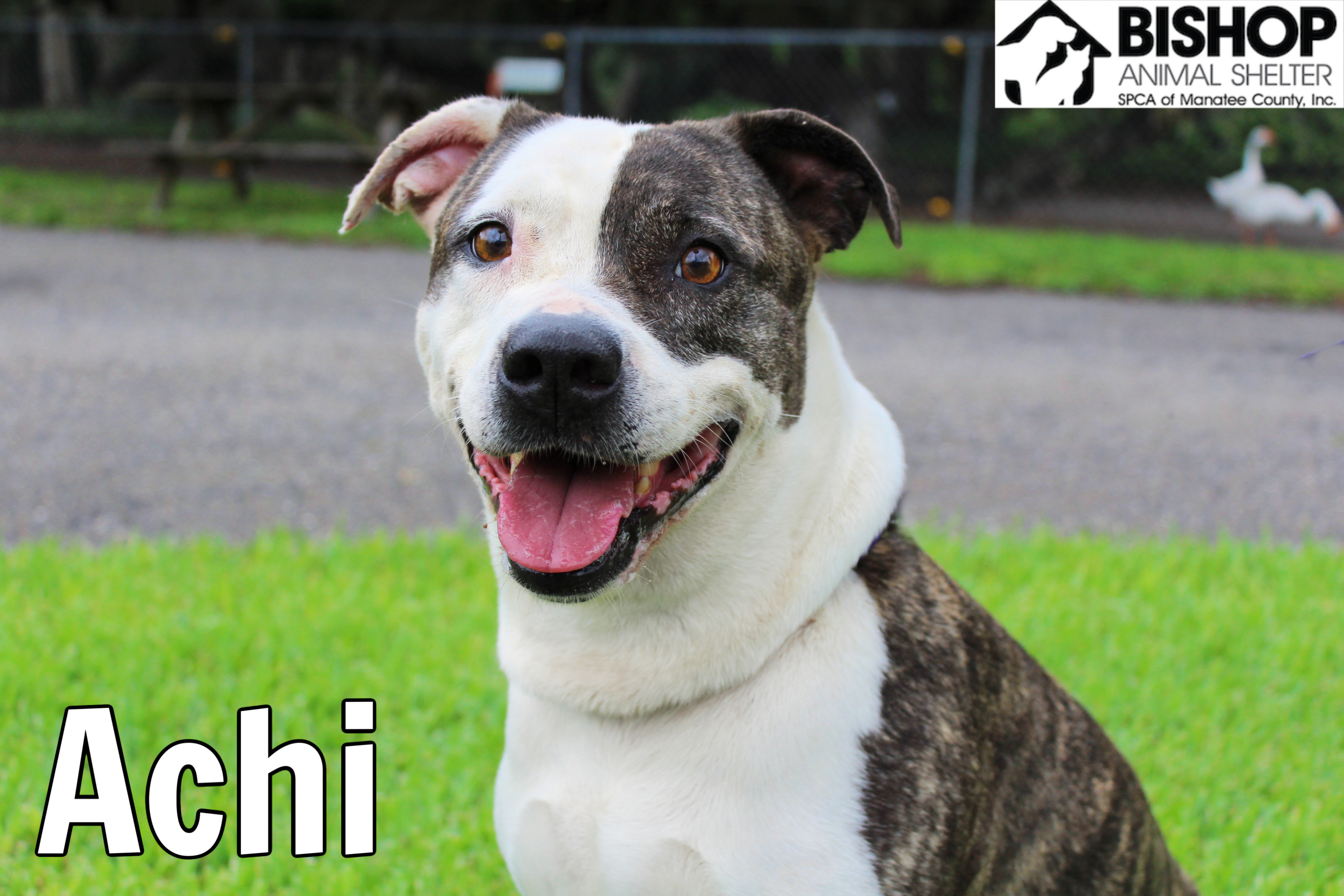 Achi, an adoptable Mixed Breed in Bradenton, FL, 34209 | Photo Image 2