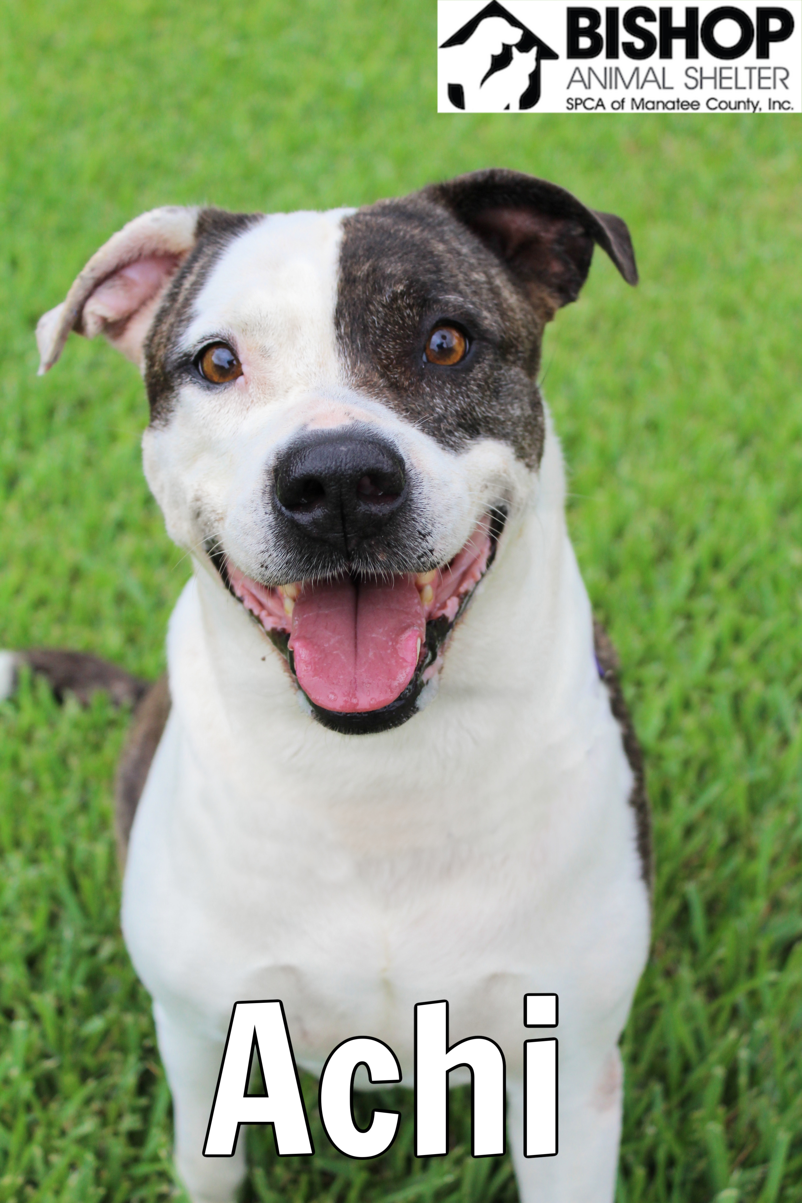 Achi, an adoptable Mixed Breed in Bradenton, FL, 34209 | Photo Image 1