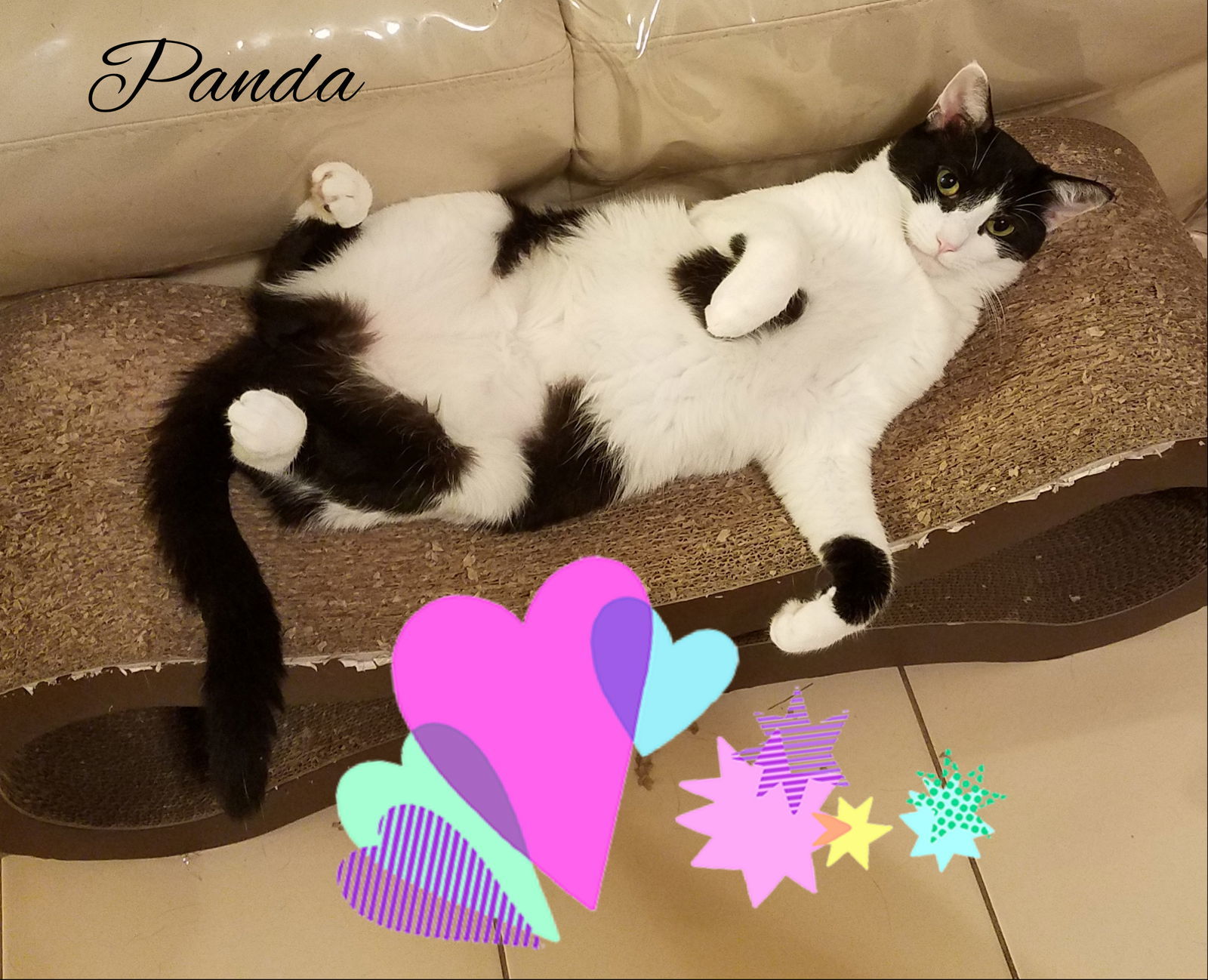 Panda, an adoptable Tuxedo, Domestic Short Hair in Port Chester, NY, 10573 | Photo Image 1