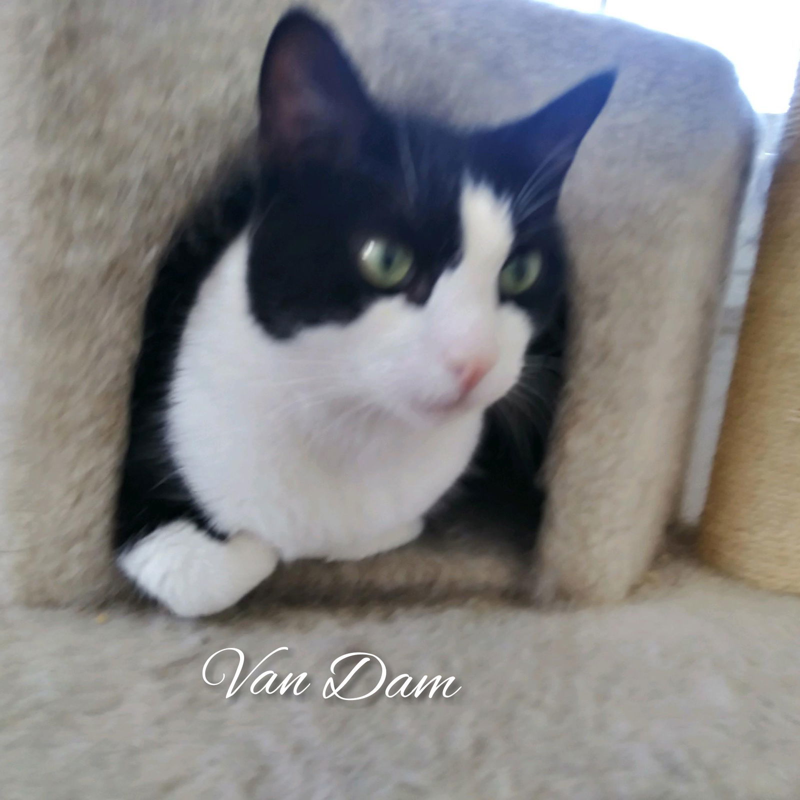 Van Dam, an adoptable Tuxedo in Port Chester, NY, 10573 | Photo Image 2