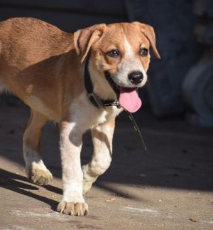 Pets For Adoption Near Lincoln County Ok Petfinder