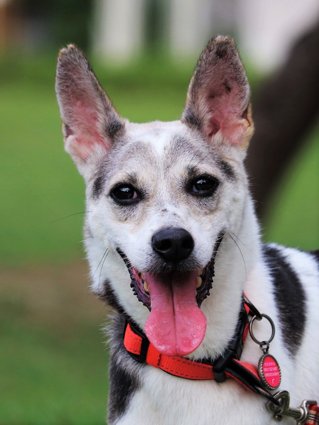 Black Shiba Inu Husky Mix