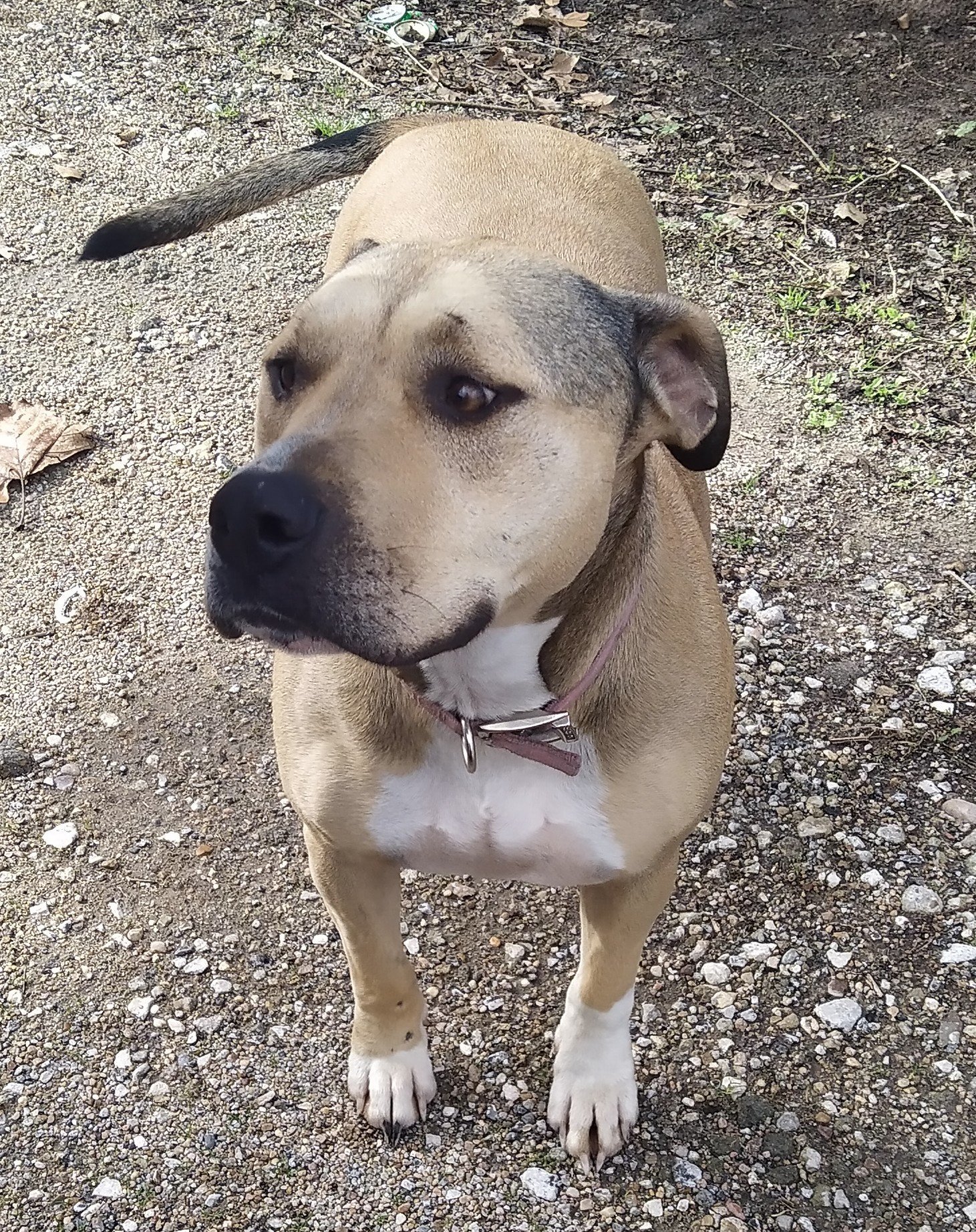 Minnie, an adoptable Boxer in Houston, TX, 77032 | Photo Image 1