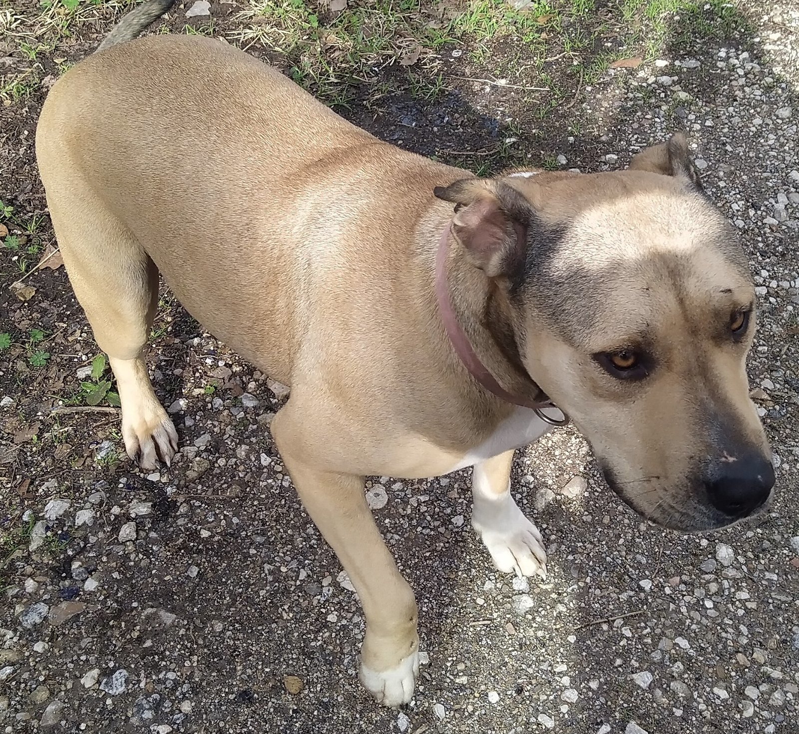 Minnie, an adoptable Boxer in Houston, TX, 77032 | Photo Image 2