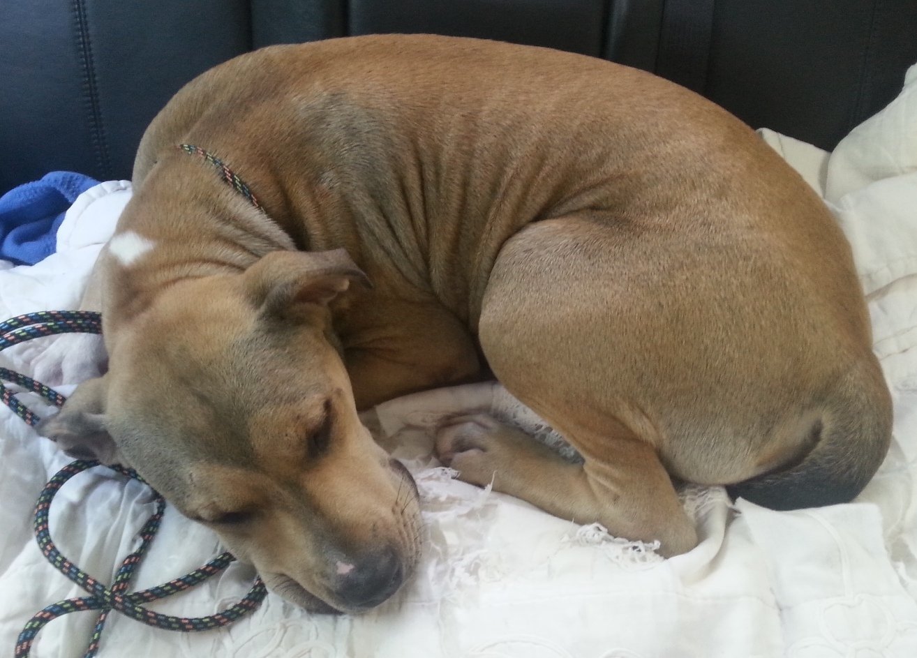 Minnie, an adoptable Boxer in Houston, TX, 77032 | Photo Image 3