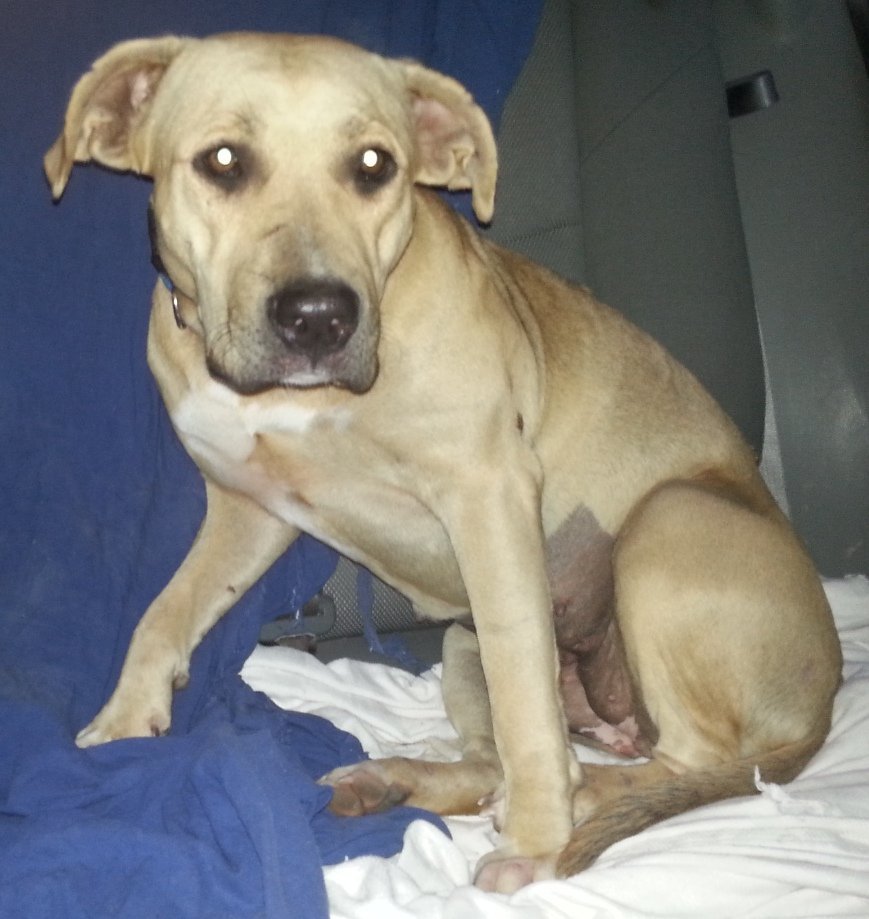 Daisy, an adoptable Boxer in Houston, TX, 77032 | Photo Image 1