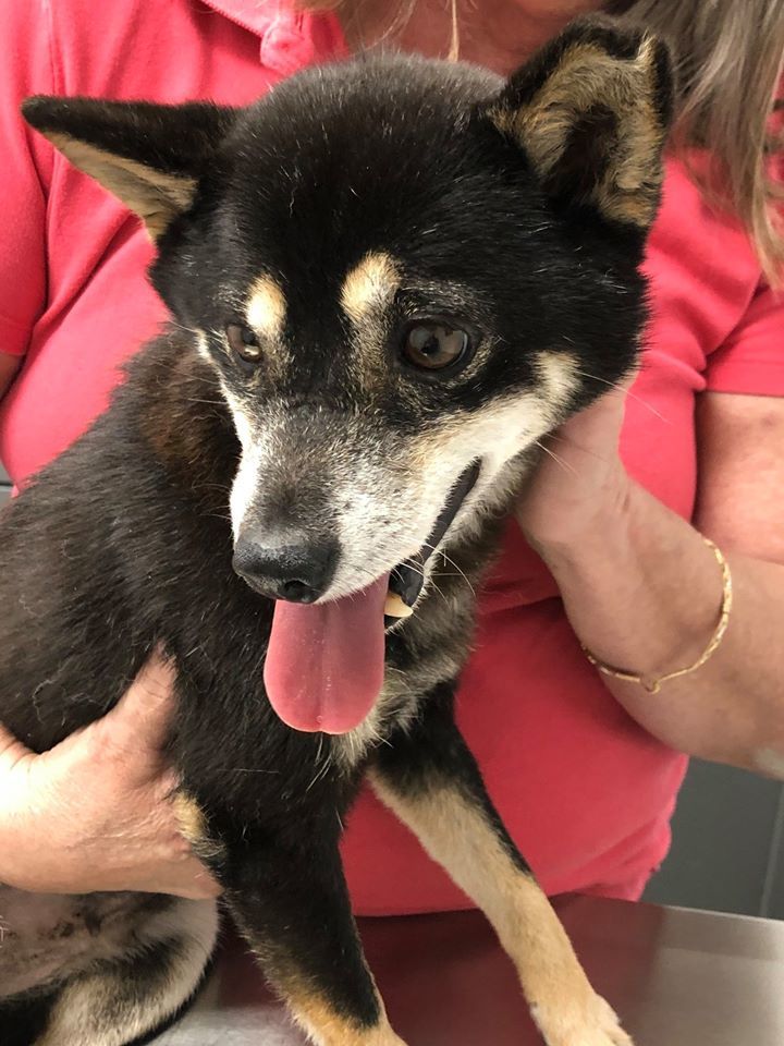 Dog For Adoption Martha A Shiba Inu In Winter Garden Fl