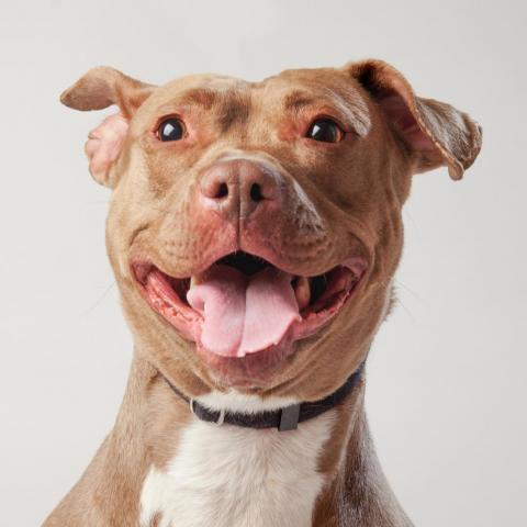 Queen Bee, an adoptable Pit Bull Terrier in Kanab, UT, 84741 | Photo Image 1