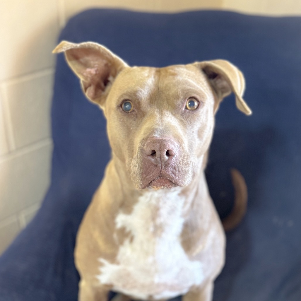 Queen Bee, an adoptable Pit Bull Terrier in Kanab, UT, 84741 | Photo Image 1