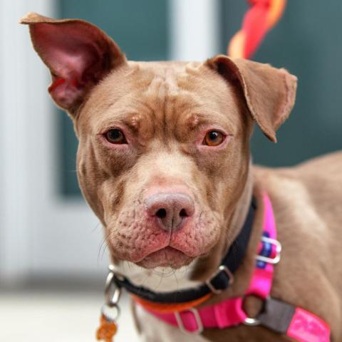 Queen Bee, an adoptable Pit Bull Terrier in Kanab, UT, 84741 | Photo Image 2