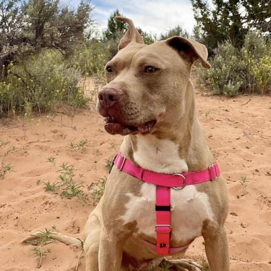 Queen Bee, an adoptable Pit Bull Terrier in Kanab, UT, 84741 | Photo Image 3