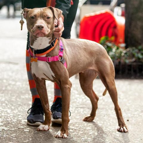 Queen Bee, an adoptable Pit Bull Terrier in Kanab, UT, 84741 | Photo Image 3