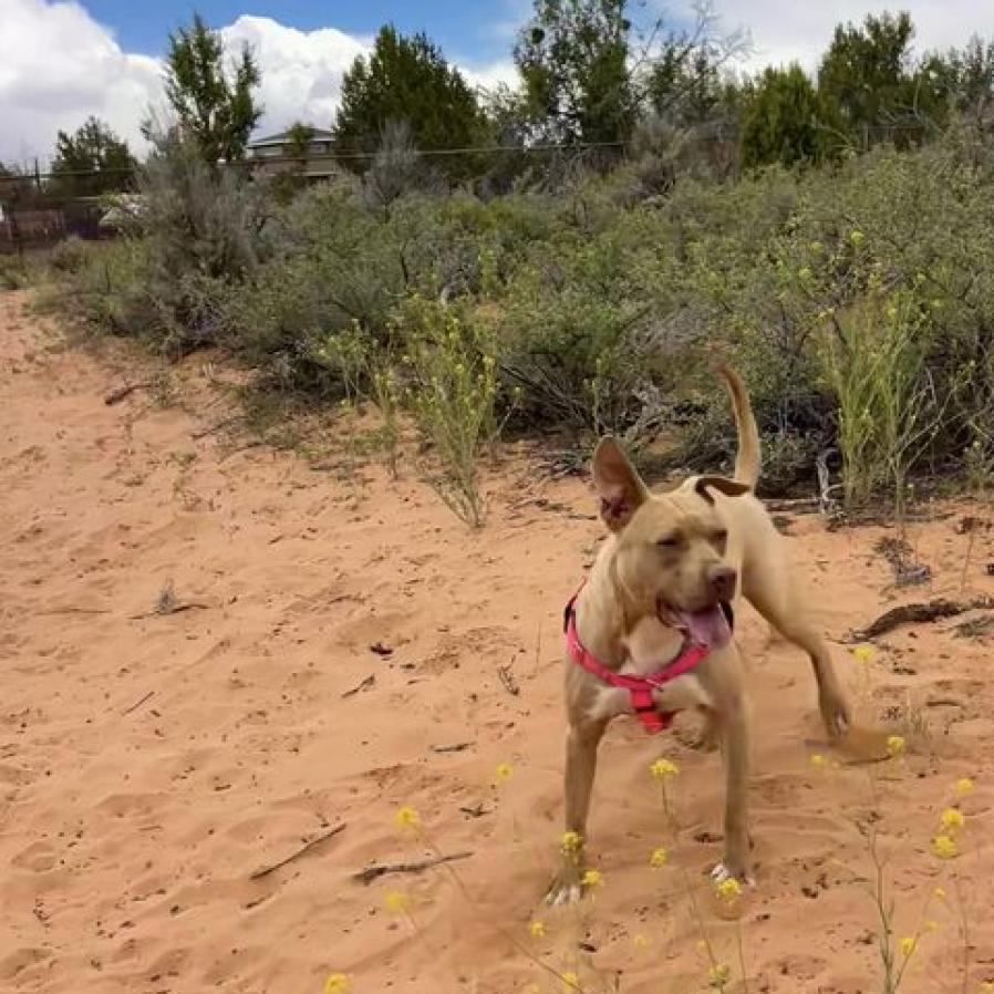 Queen Bee, an adoptable Pit Bull Terrier in Kanab, UT, 84741 | Photo Image 3