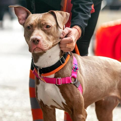 Queen Bee, an adoptable Pit Bull Terrier in Kanab, UT, 84741 | Photo Image 4