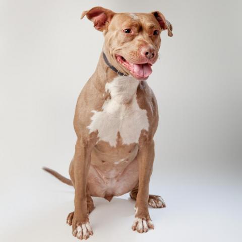 Queen Bee, an adoptable Pit Bull Terrier in Kanab, UT, 84741 | Photo Image 5