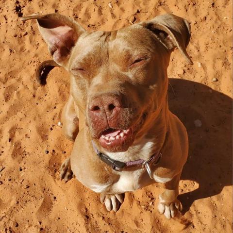 Queen Bee, an adoptable Pit Bull Terrier in Kanab, UT, 84741 | Photo Image 6