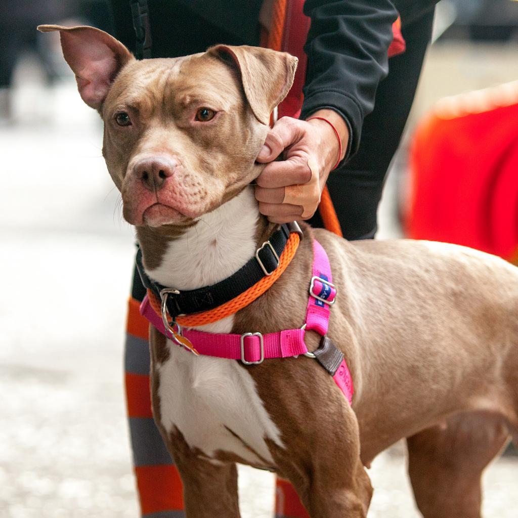 Queen Bee, an adoptable Pit Bull Terrier in Kanab, UT, 84741 | Photo Image 6