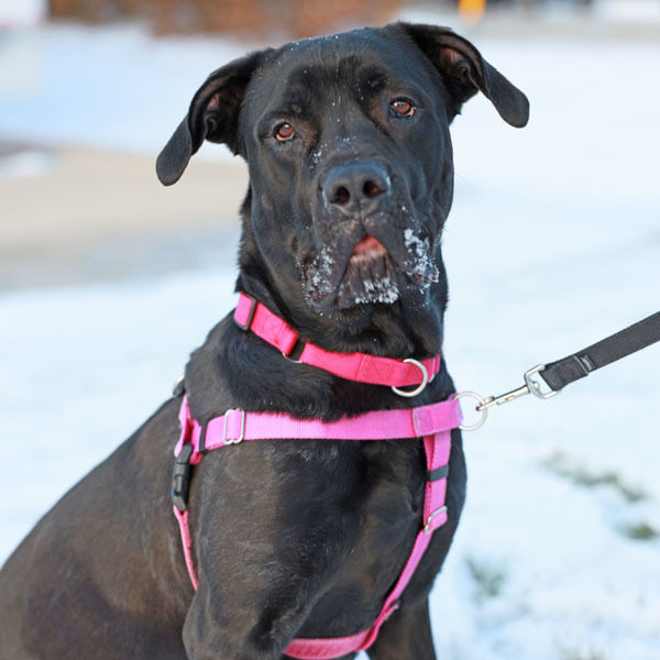 Dog For Adoption Stella A Cane Corso In Carol Stream Il